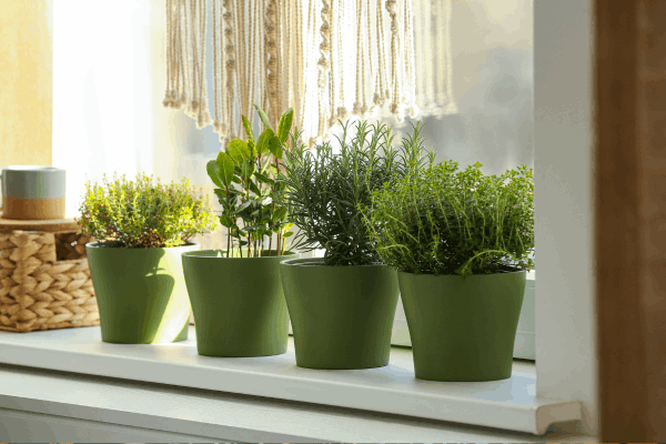 Como Fazer um Jardim de Ervas Aromáticas em Casa