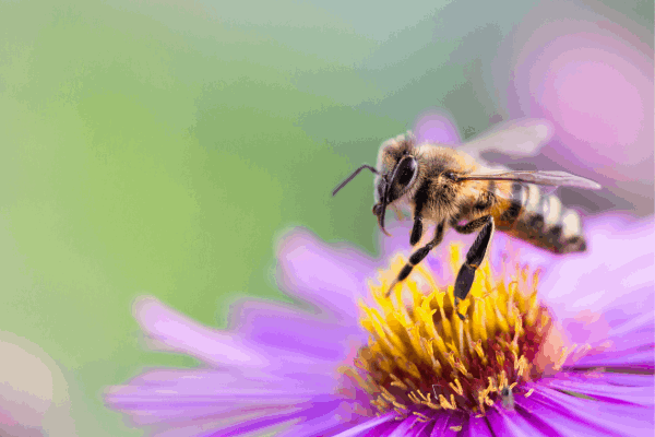 A Importância das Abelhas: Como Atrair Polinizadores para Seu Jardim