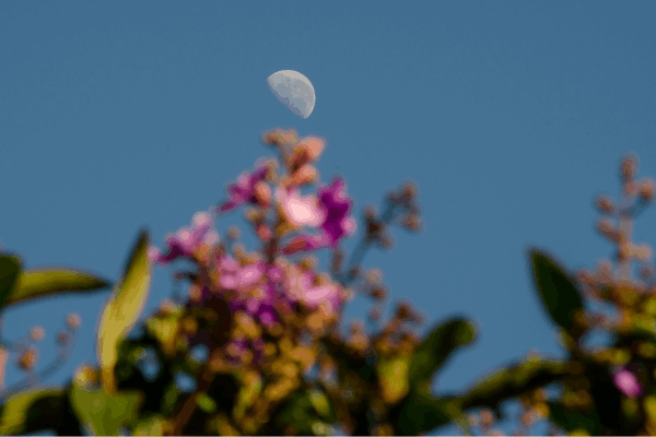 Jardinagem Lunar: Como as Fases da Lua Influenciam o Cultivo